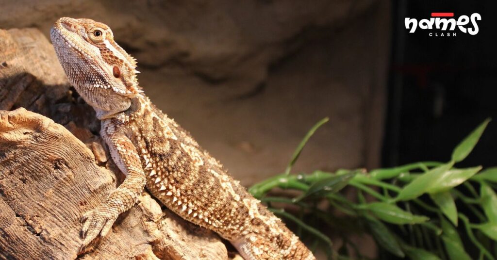 Bearded Dragon Names Based on Australia