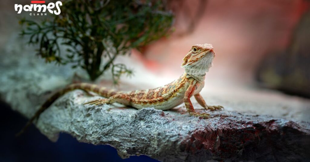 Bearded Dragon Names Inspired by Color