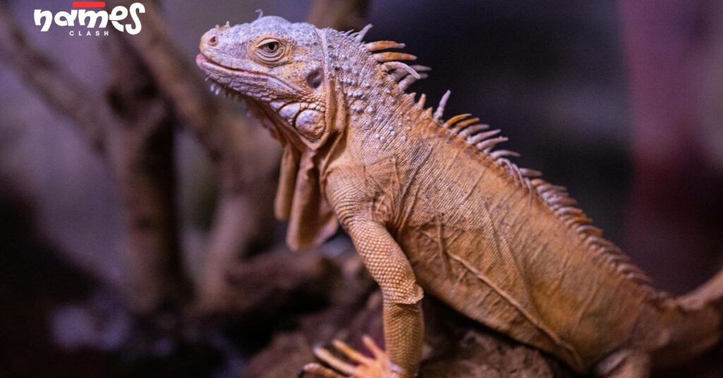 Bearded Dragon Names Inspired by Movies