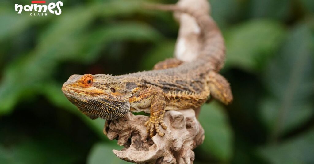 Disney-Inspired Bearded Dragon Names