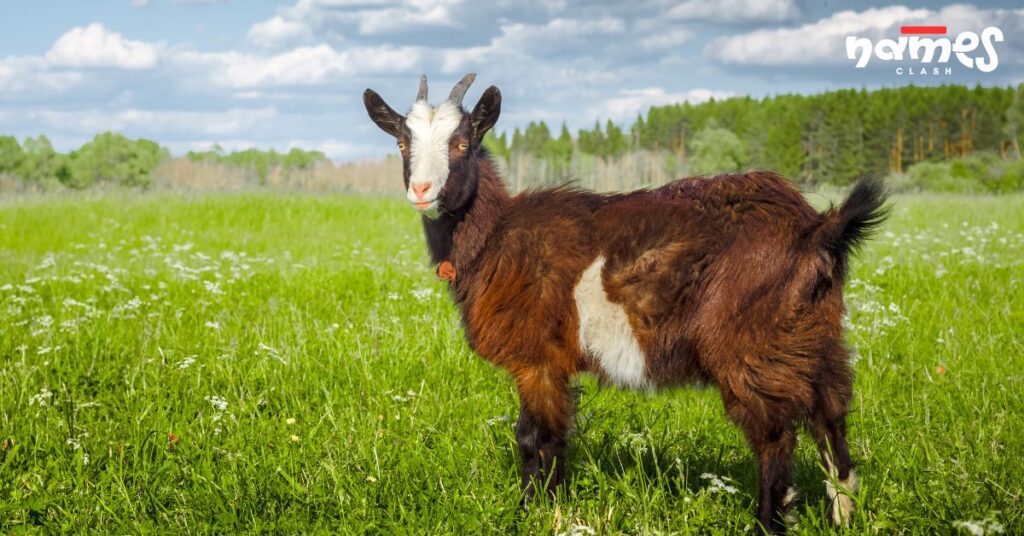 Famous Goat Names