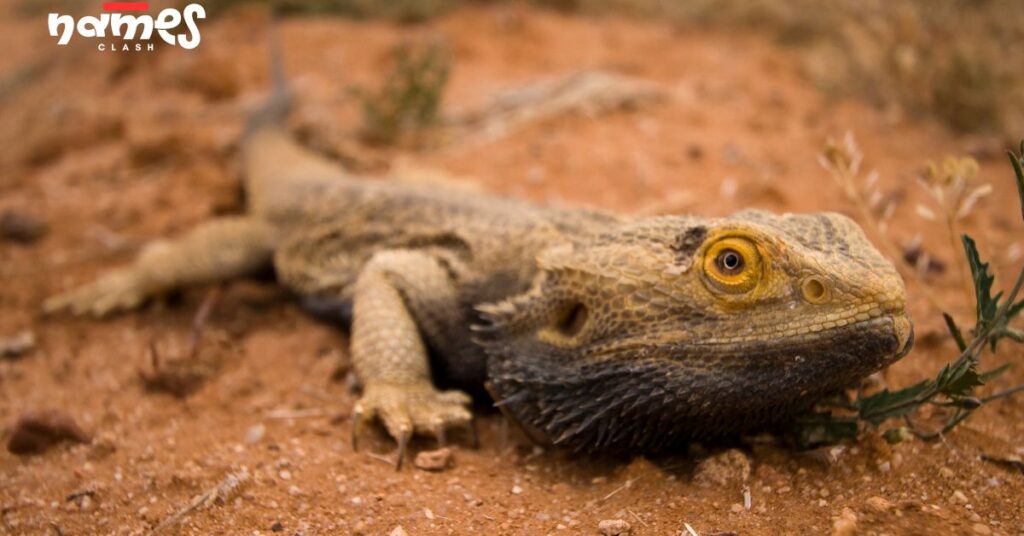 Female Bearded Dragon Names