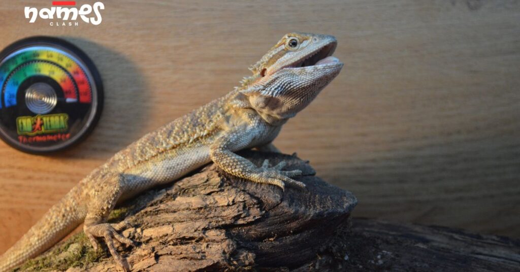 Funny Bearded Dragon Names