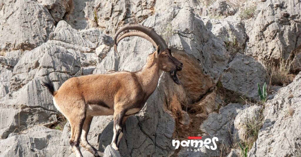 Mountain Goat Names