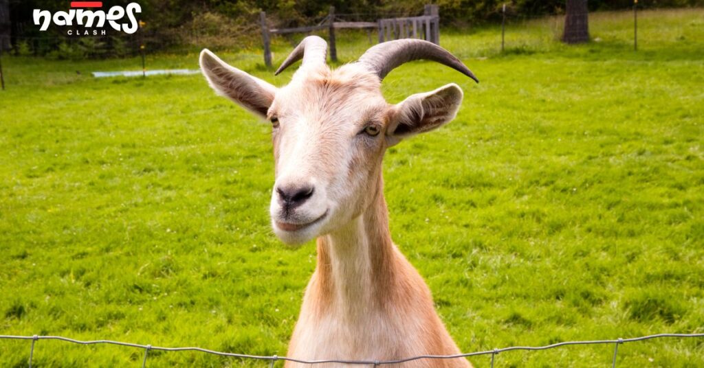 Mythical & Historical Goat Names
