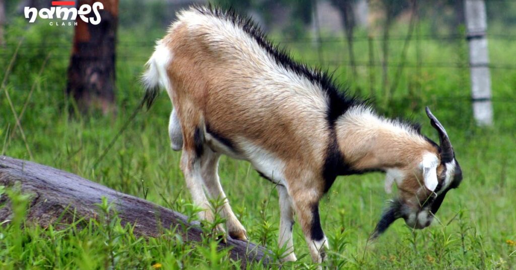 Nature-Inspired Goat Names