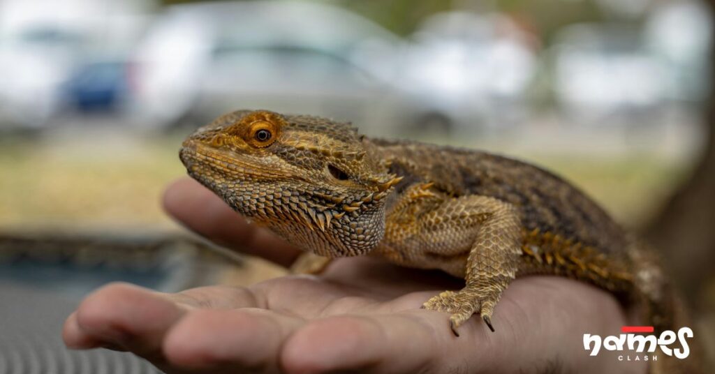 Unisex or Gender-Neutral Bearded Dragon Names