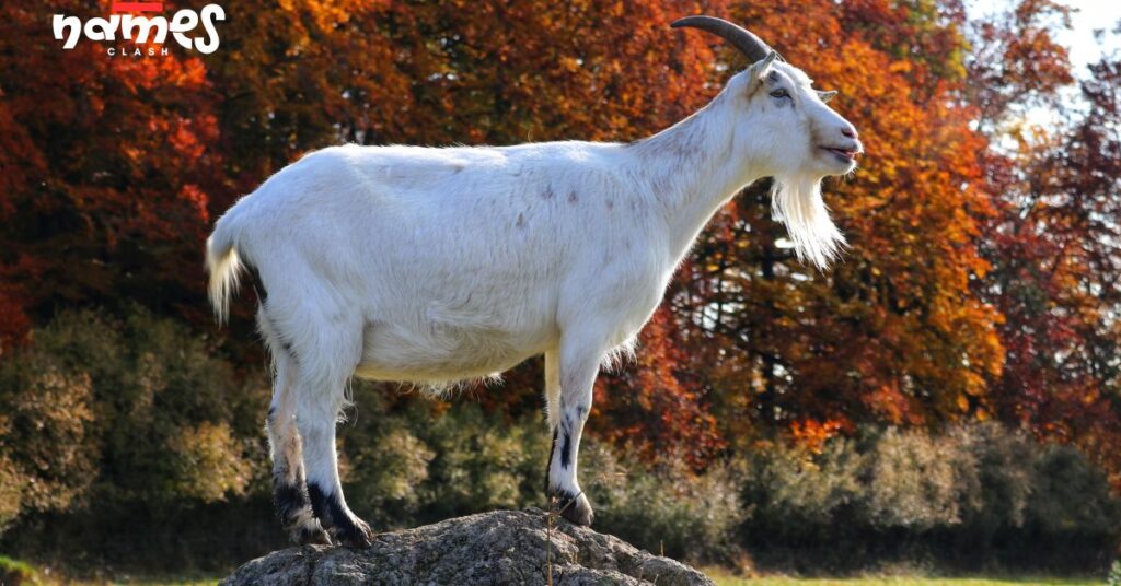 White Goat Names