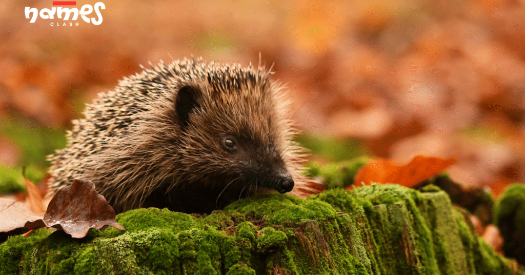 Cool Hedgehog Names