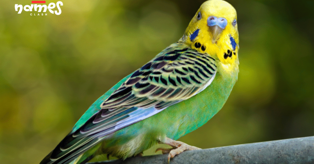 Fancy Parakeet Names