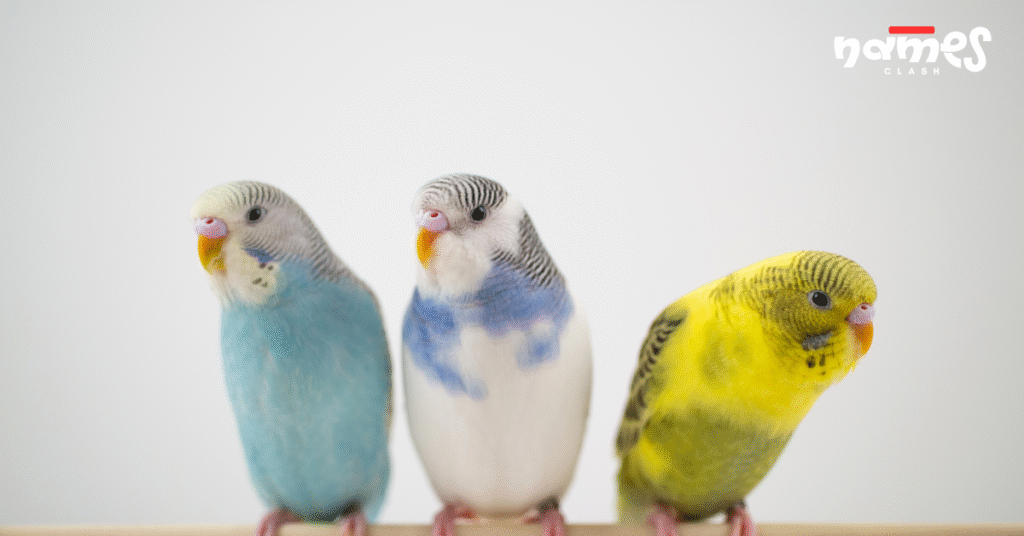 Female Parakeet Names