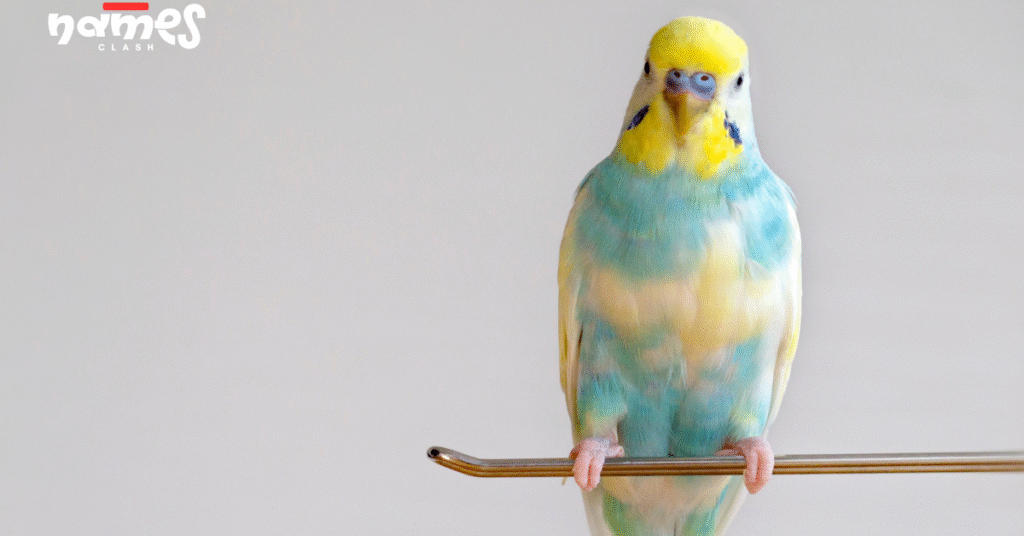 Most Popular Parakeet Names