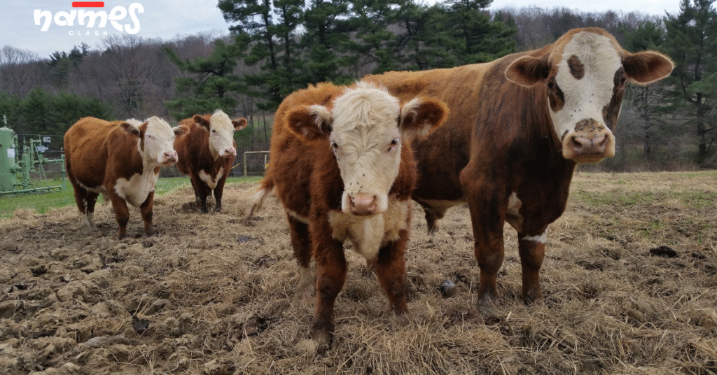 Music-Themed Cow Names