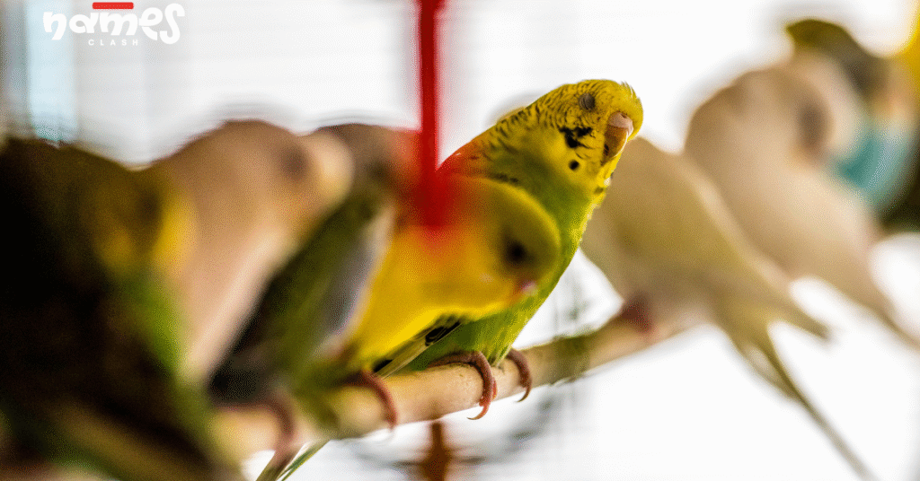 Parakeet Names Inspired by Food