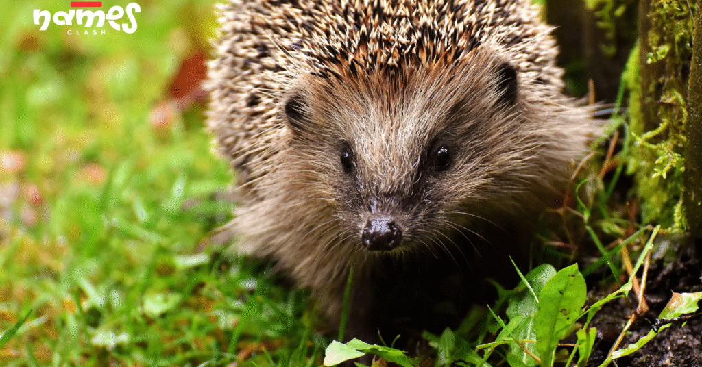 Quirky and Humorous Names