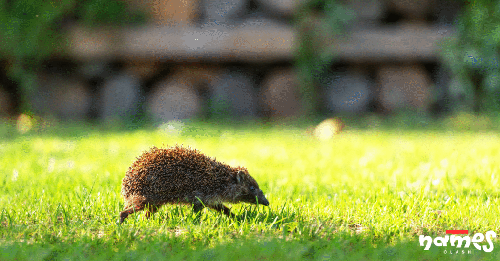 Top 15 Names for Hedgehog