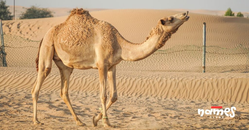 Baby Camel Names