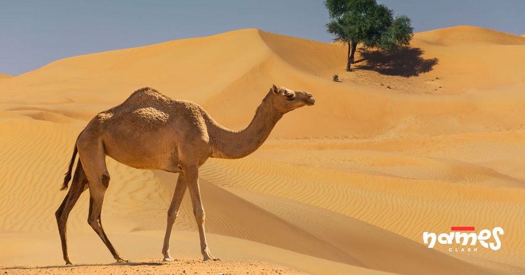 Best Camel Names