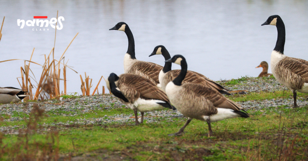 Best Goose Names