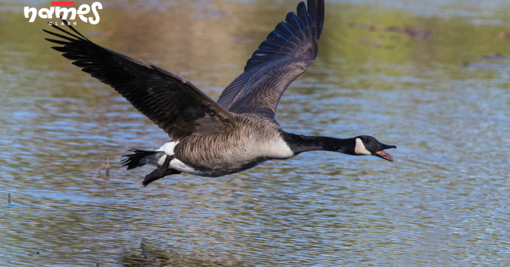 Black Goose Names