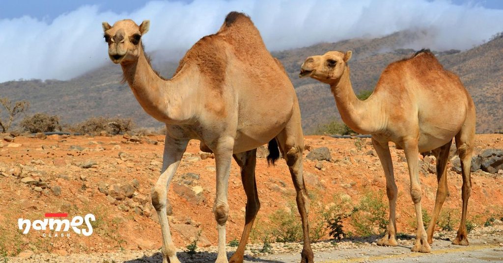 Boy Camel Names