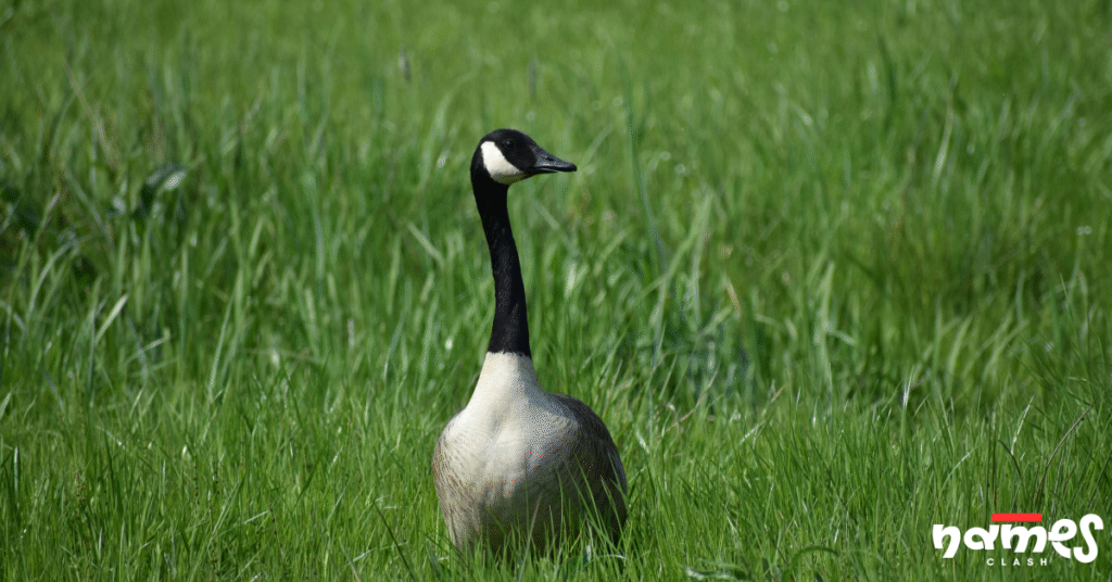 Clever Goose Names