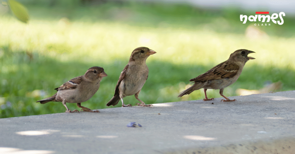 Color-based sparrow names