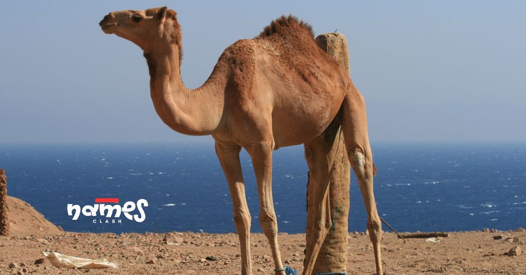 Cool-Camel-Name