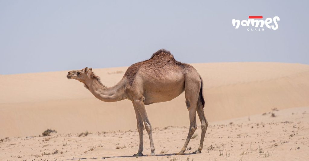 Cute Camel Names