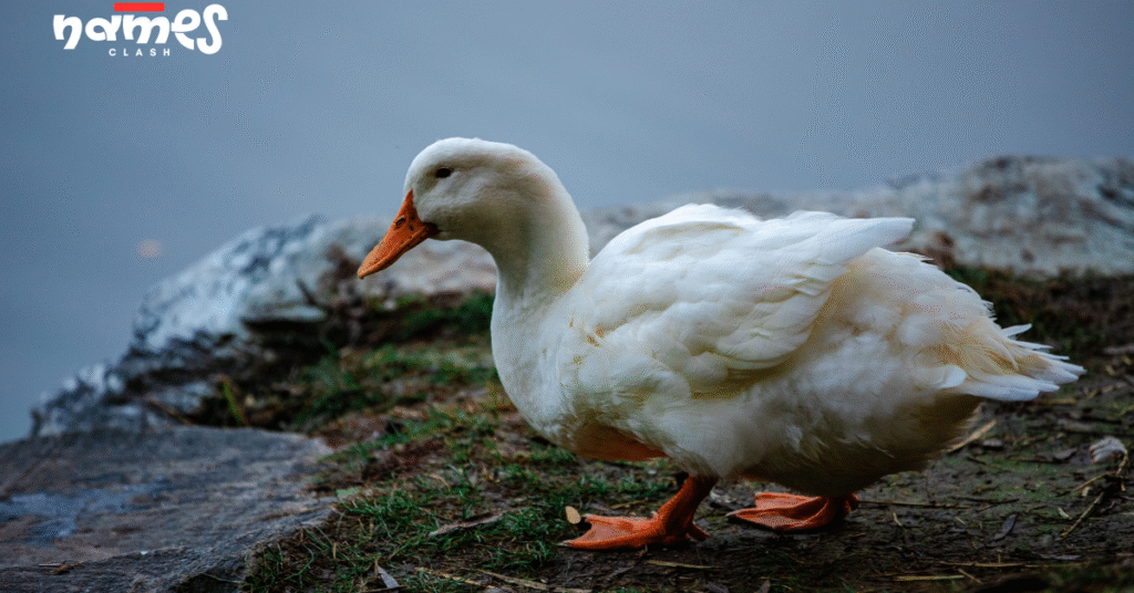 Cute duck names