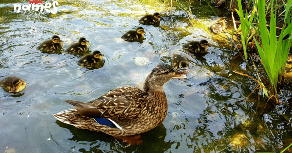 Female duck names