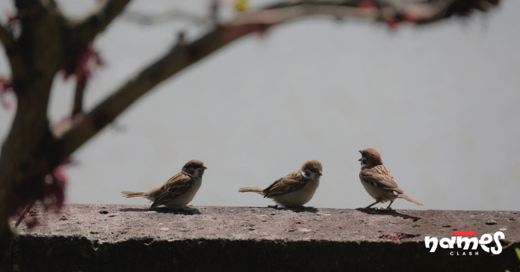 Female sparrow names