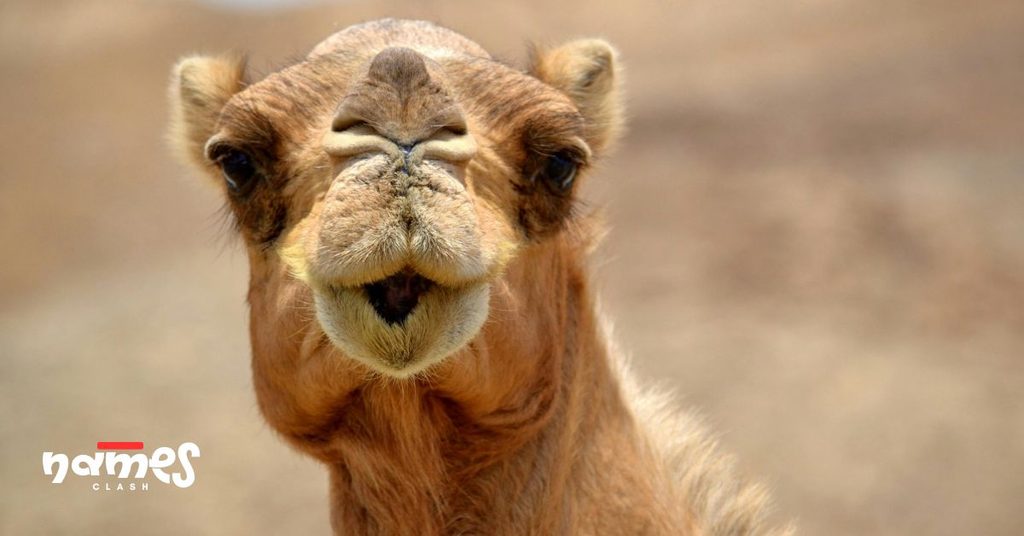 Funny Camel Names