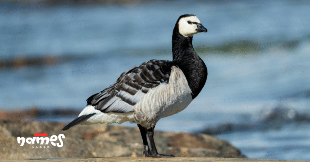 Funny Goose Names