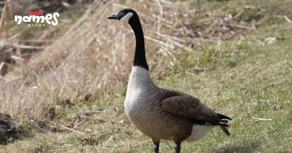 Large Goose Names