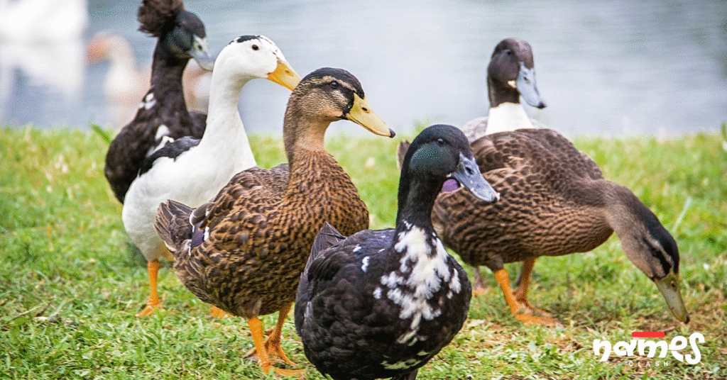 Modern duck names