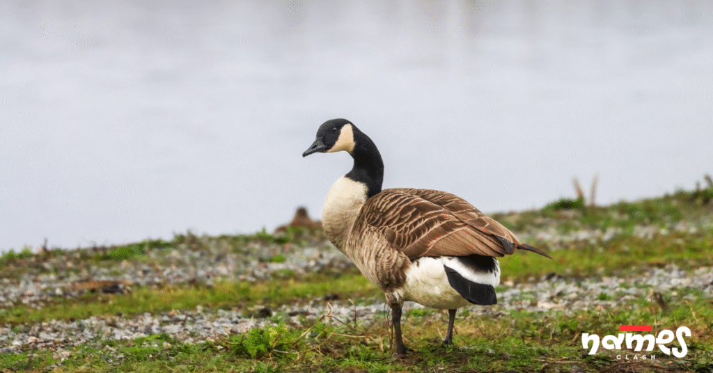 Mythological Goose Names