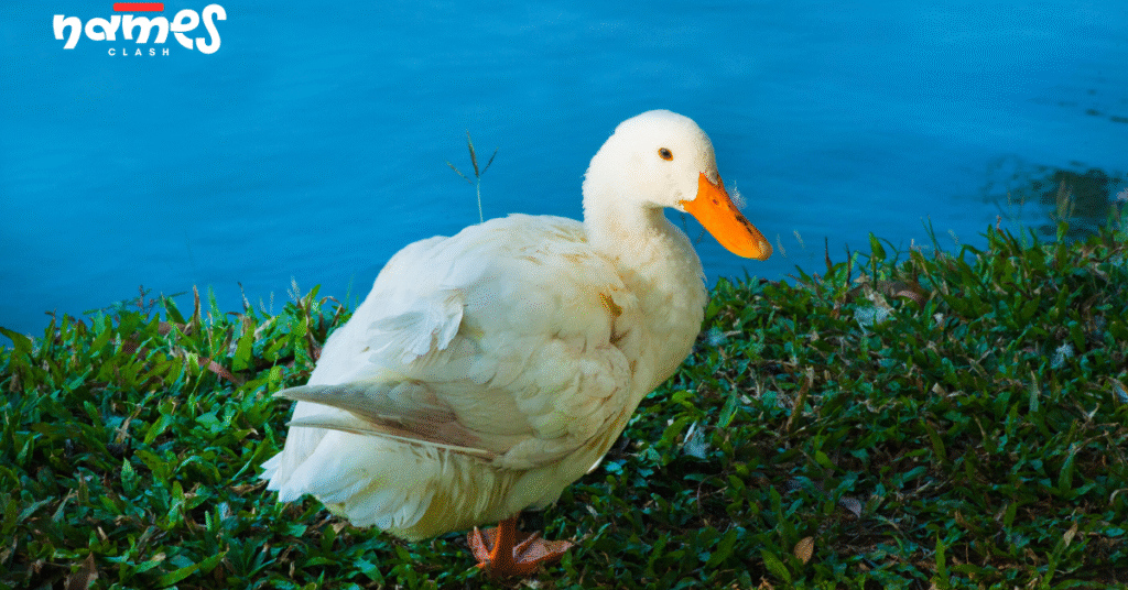 Pet duck names