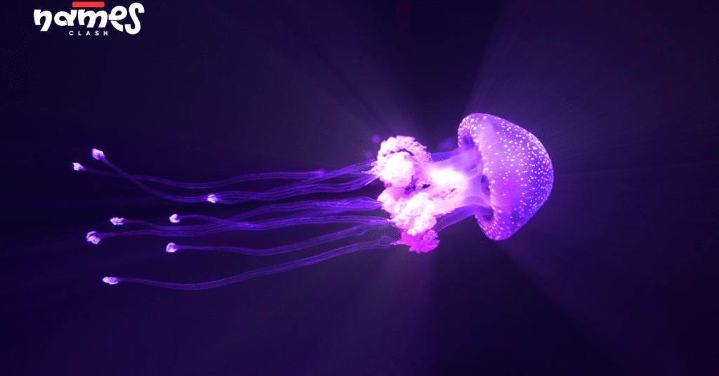 Pet jellyfish names