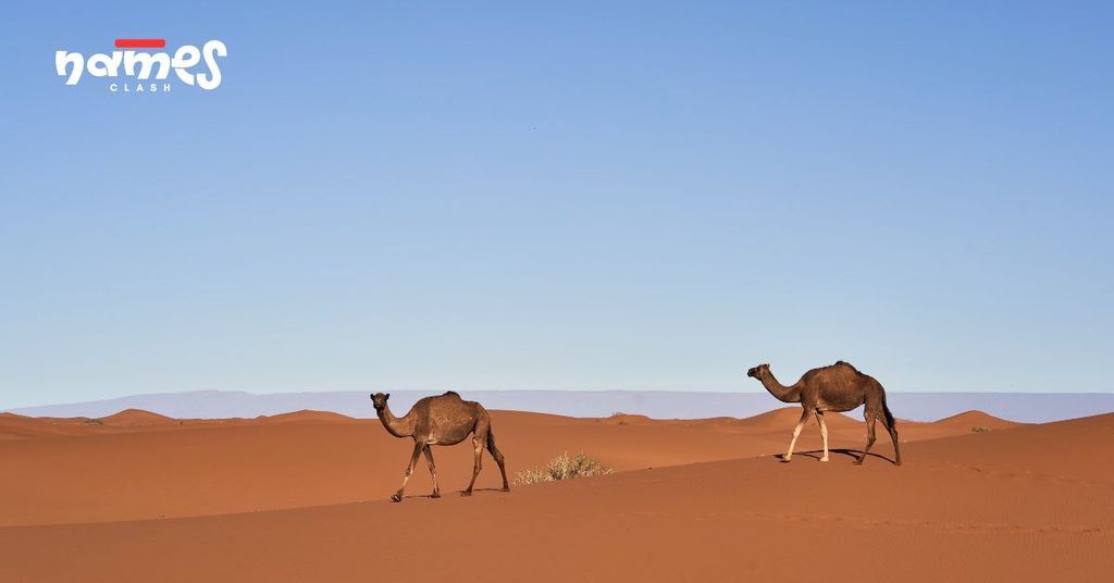 Rhyming Camel Names