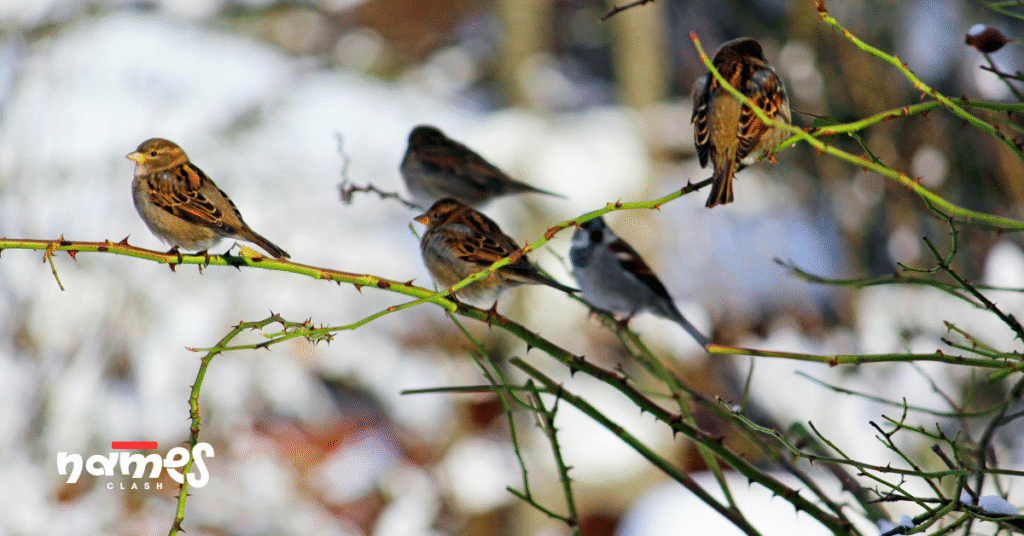 Top 15 sparrow names