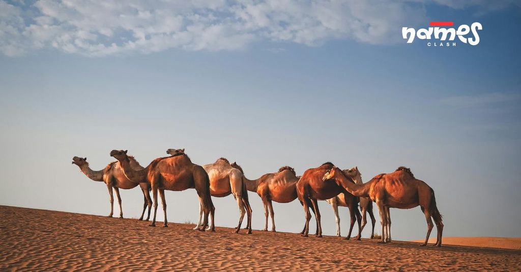 Top Camel Names