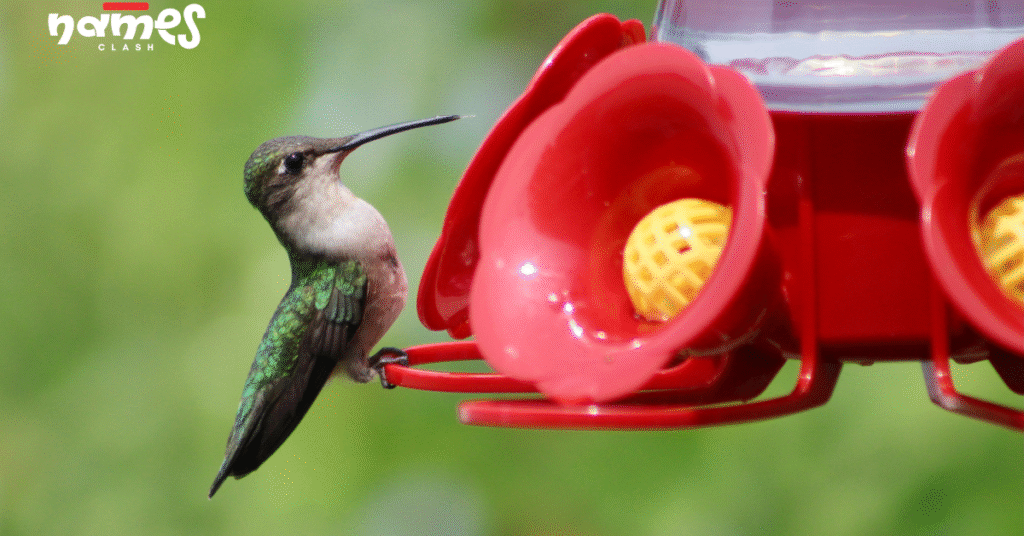 Color-inspired Hummingbird names