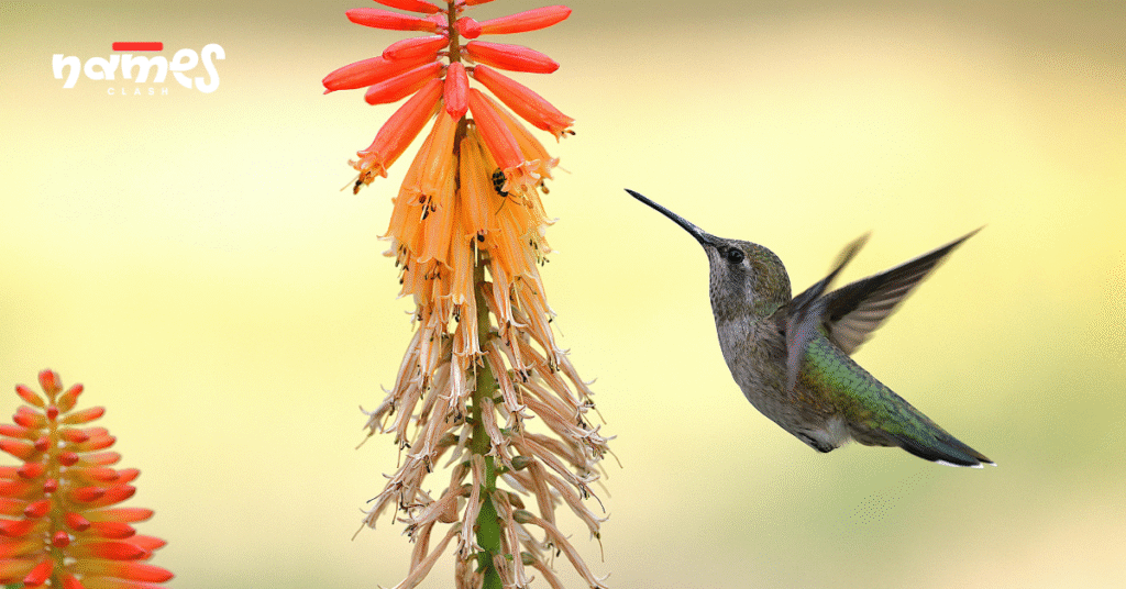Cool Hummingbird names