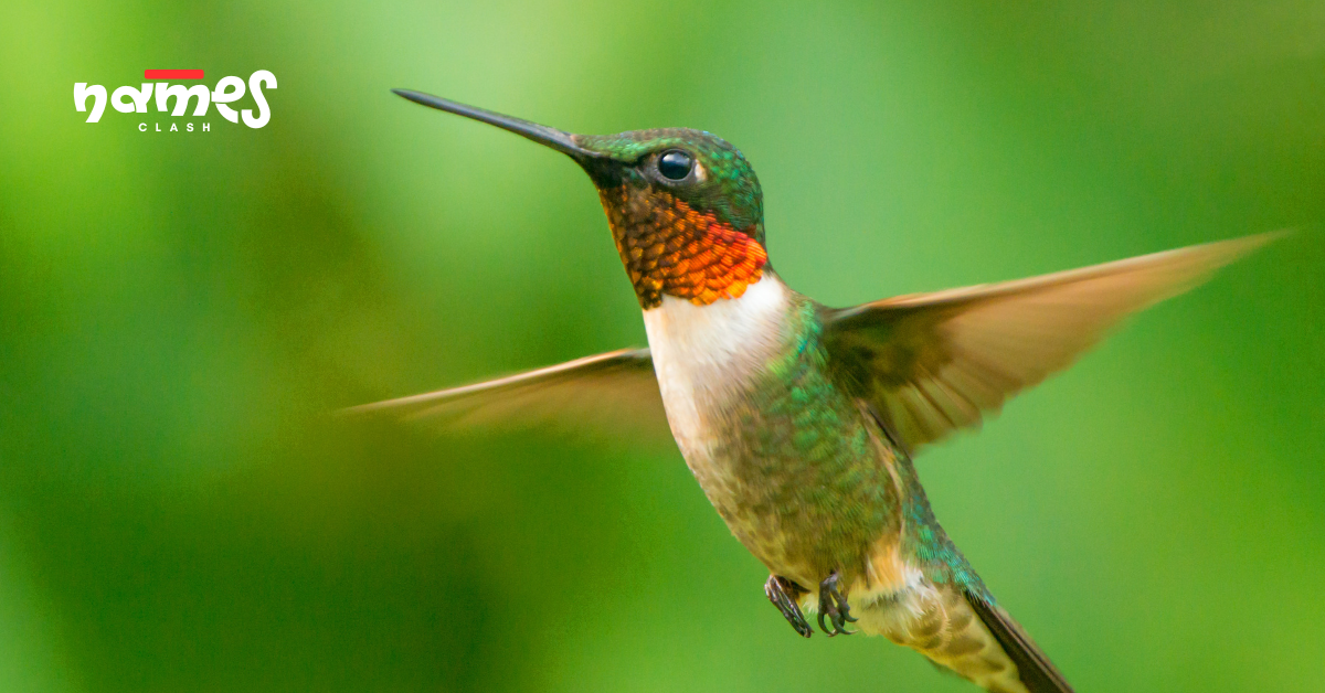 Cute Hummingbird names