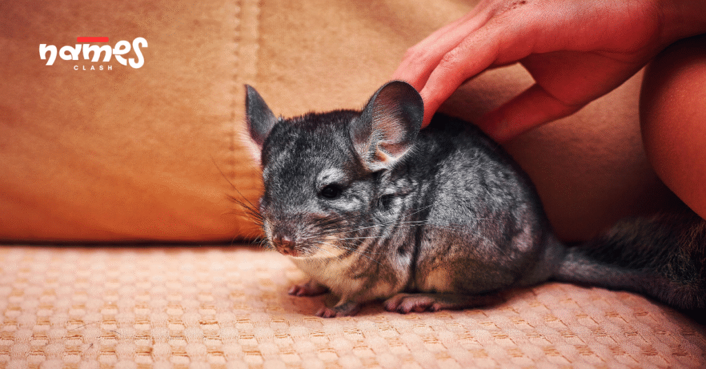 Cute chinchilla names