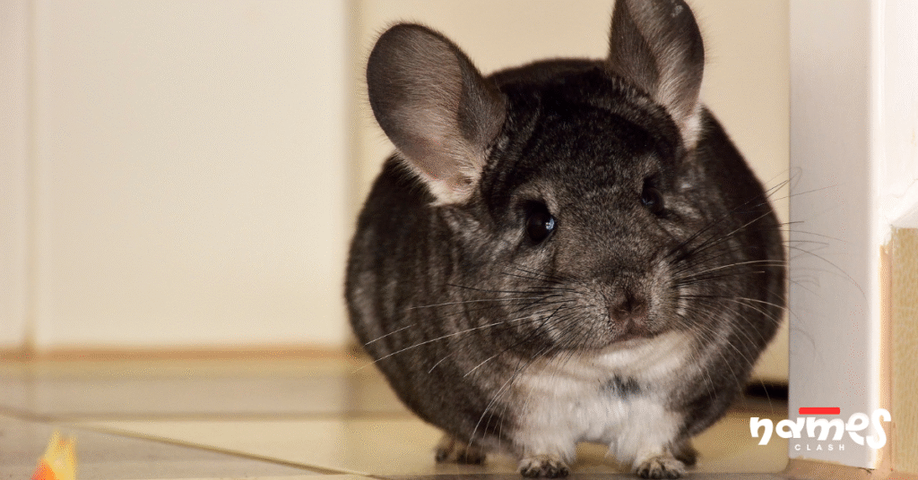 Famous chinchilla names