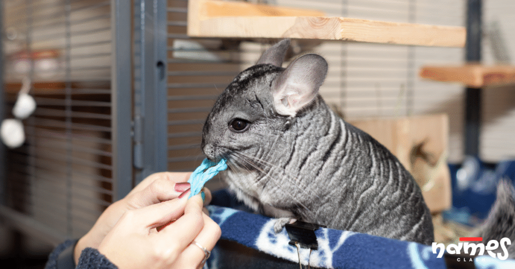 Fluffy and soft chinchilla names