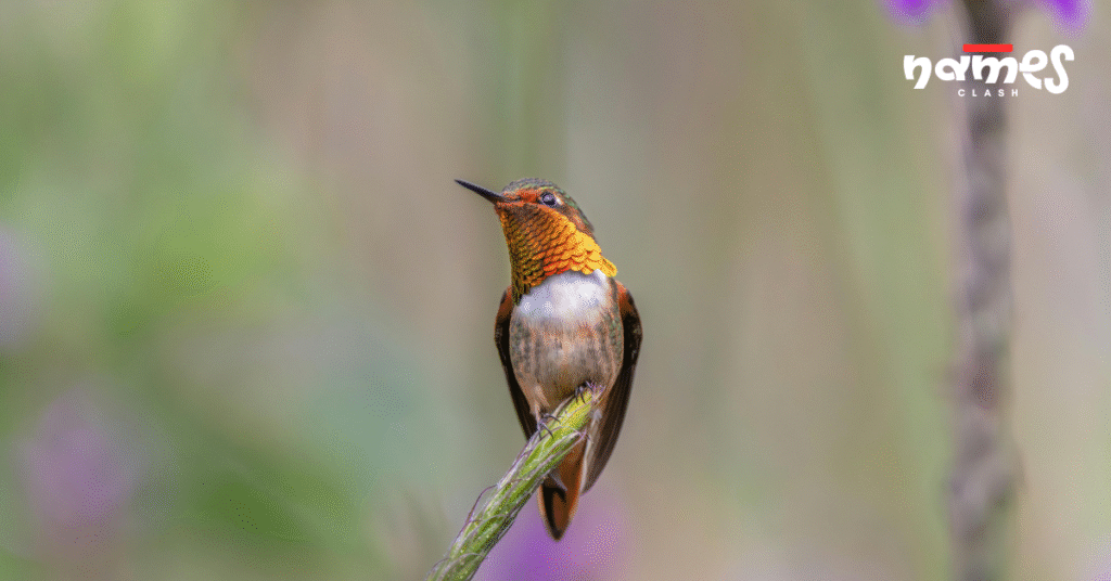 Gemstone Hummingbird names
