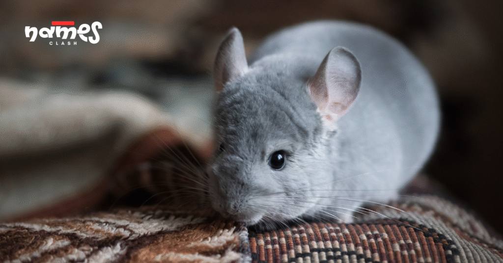 Gray chinchilla names